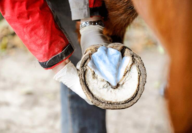 Behandlung Von Strahlfäule Beim Pferd www.cavallo.de