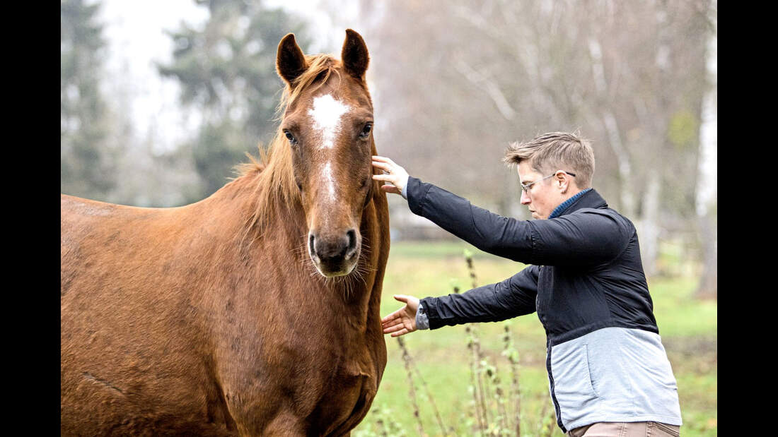 Konzept Horse Speak