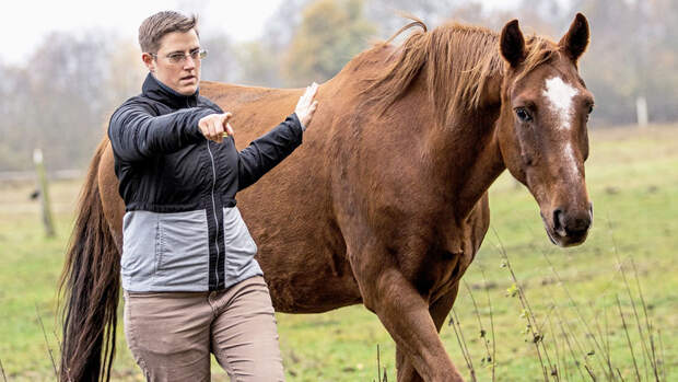 Konzept Horse Speak