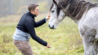 Konzept Horse Speak