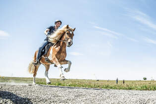 Lisa in fremden Sätteln - Isländer reiten