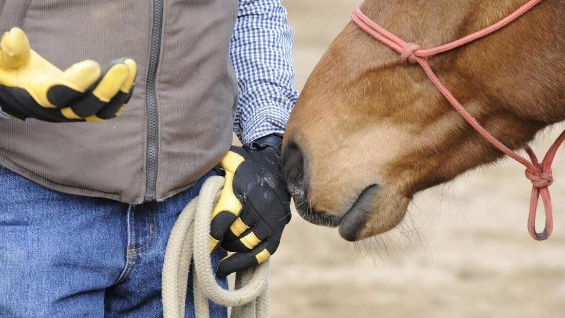 Männerhände und Pferd mit Knotenhalfter 