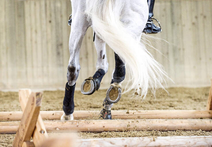 Was Ist Spat Beim Pferd www.cavallo.de