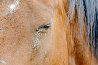 Bindehautentzündung Pferd Symptome