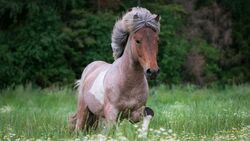Mein Pferd in der Natur