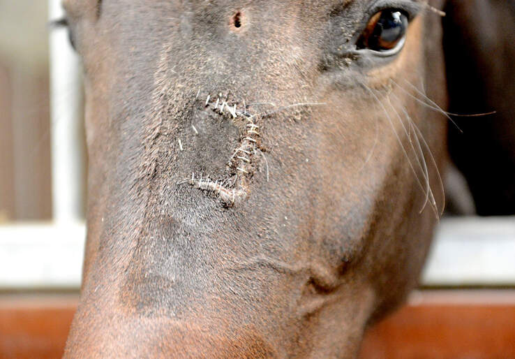 Offene Wunden Beim Pferd Behandeln
