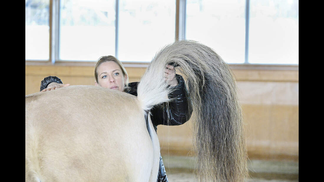 Muskeltypen