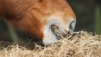 Nahaufnahme: Ein Pferd frisst Heu