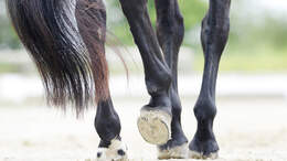 Nimm die Beine in die Hand