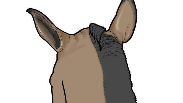 Ohrenspiel beim Reiten