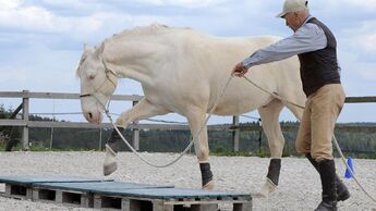 Peter Kreinberg longiert ein Pferd über ein Bodenhindernis 