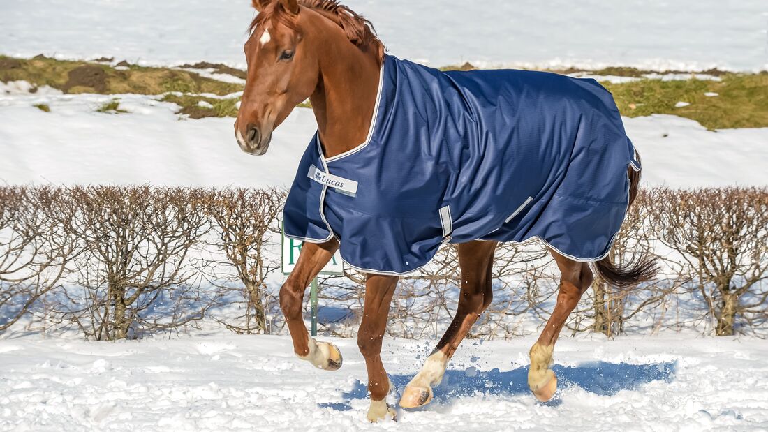 Pferd im Schnee mit Pferdedecke