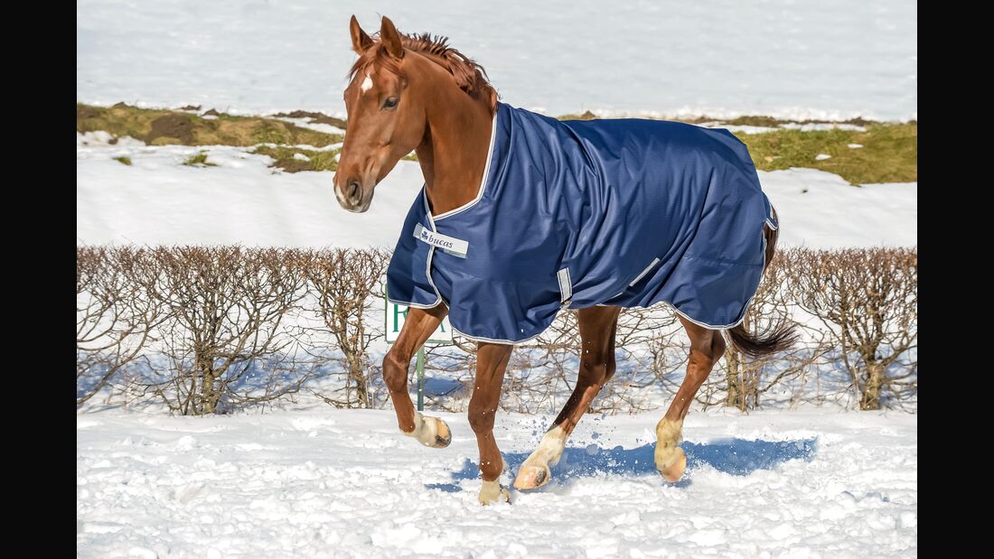 Pferd im Schnee mit Pferdedecke