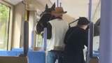 Pferd in der Stuttgarter Stadtbahn