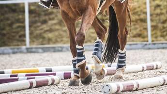 Pferd mit Reiter bei der Stangenarbeit auf einem Außenreitplatz