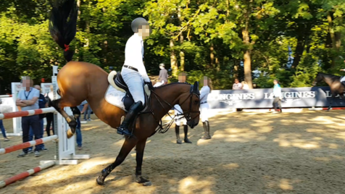 Pferd mit Schlaufzügeln über dem Sprung auf dem Abreiteplatz