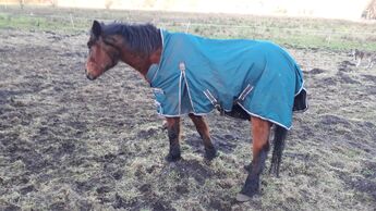 Pferd mit Sidewinder-Syndrom 
