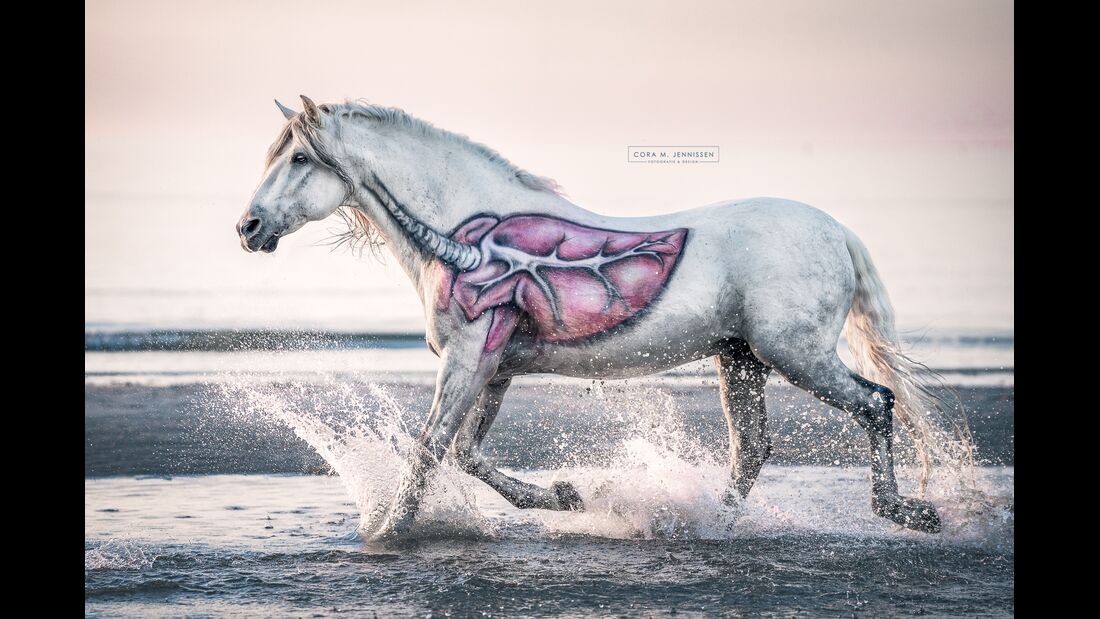Pferd mit aufgemalter Lunge trabt durchs Wasser