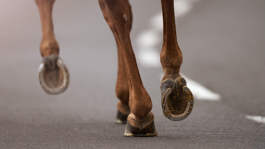 SidewinderSyndrom die seltene PferdeKrankheit cavallo.de