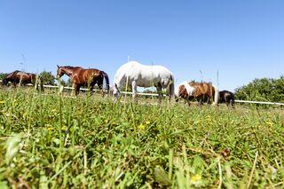 Pferde grasen auf Weide
