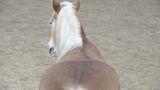 Beruhigungsmittel pferd hausmittel - Die Auswahl unter allen analysierten Beruhigungsmittel pferd hausmittel