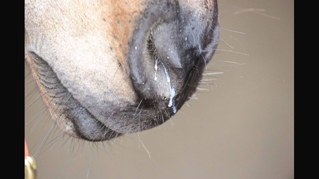 Pferdeschnauze mit laufender Nase