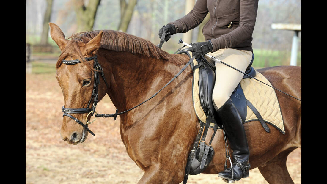 Reiten mit Kappzaum