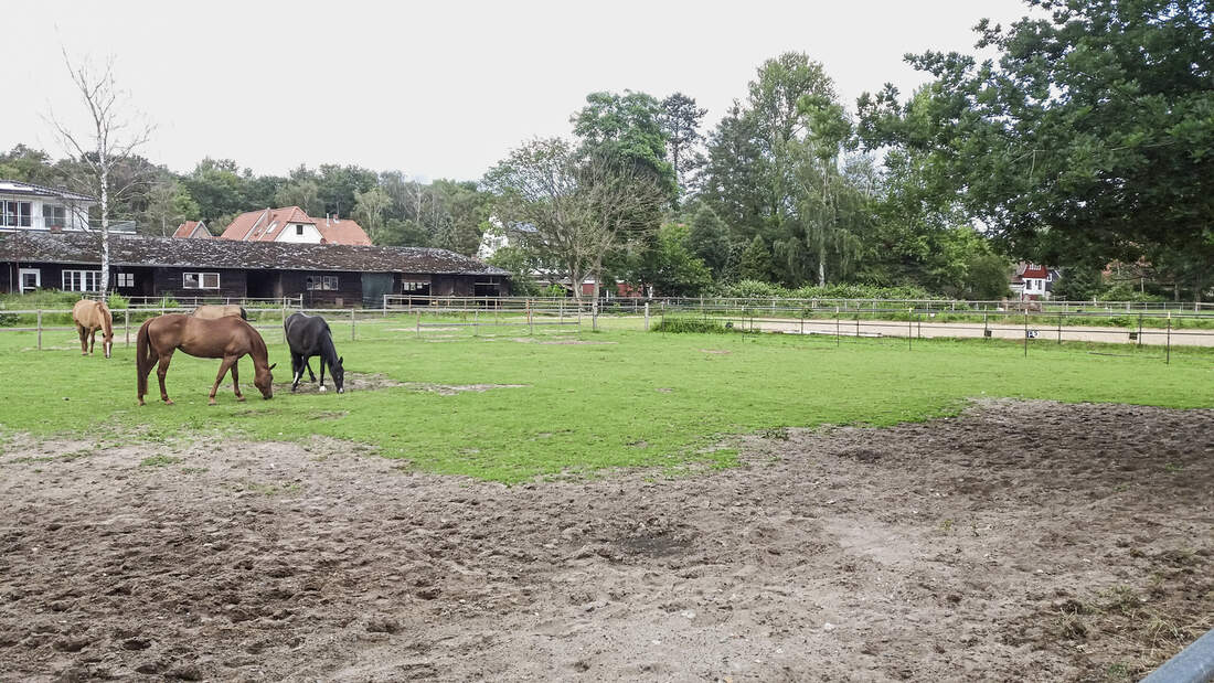 Reitschultest Lübeck