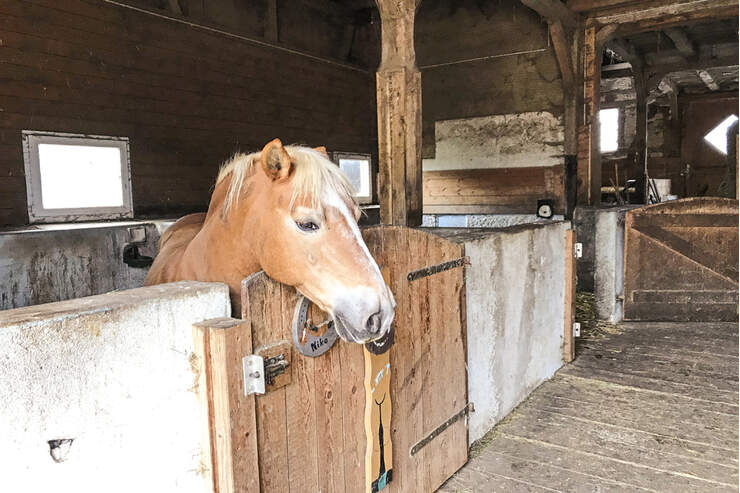 Drei Reitschulen auf der Zollernalb im Test | cavallo.de