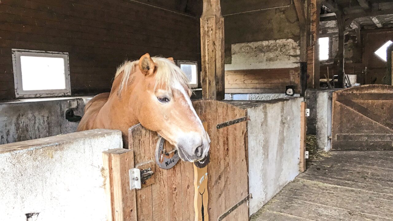 Drei Reitschulen Auf Der Zollernalb Im Test Cavallo De