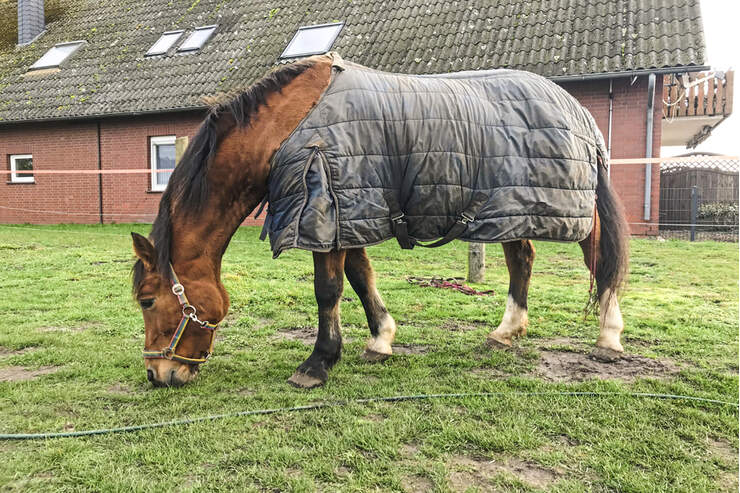 Drei Reitschulen in Diepholz im Test - cavallo.de