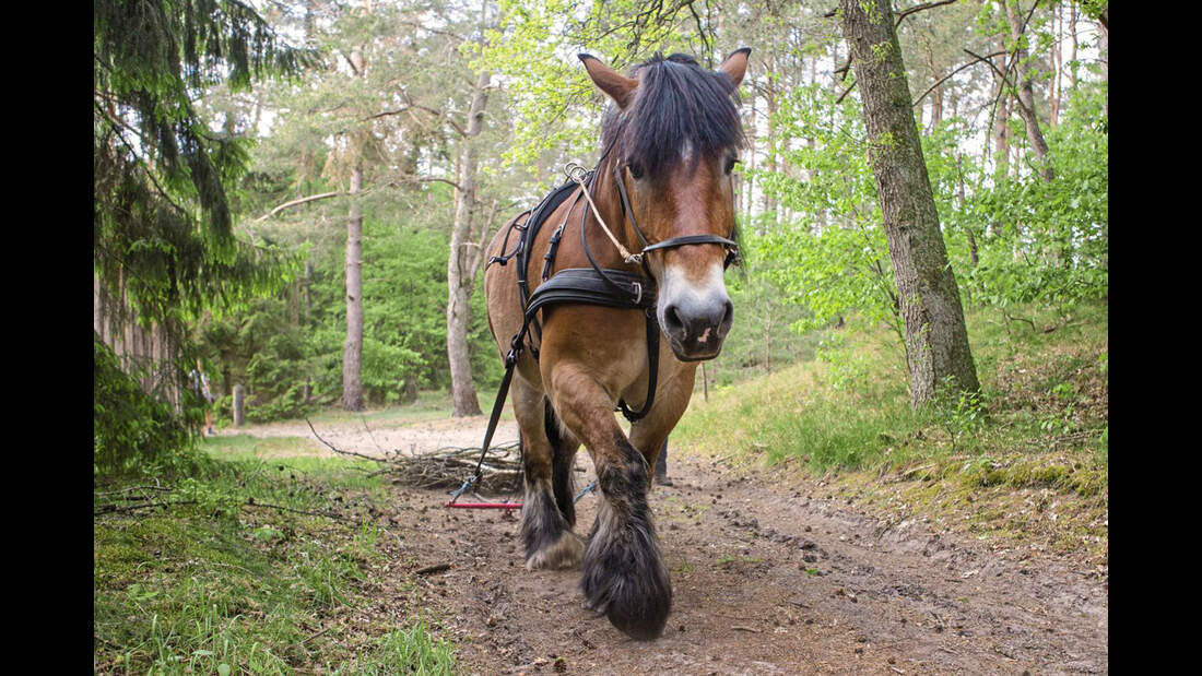 Report Waldfarmliebe