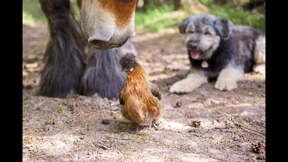 Report Waldfarmliebe