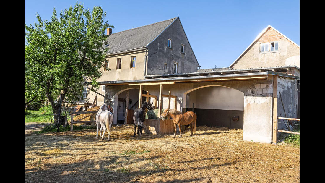 Schwere Warmblüter