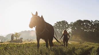Schwere Warmblüter