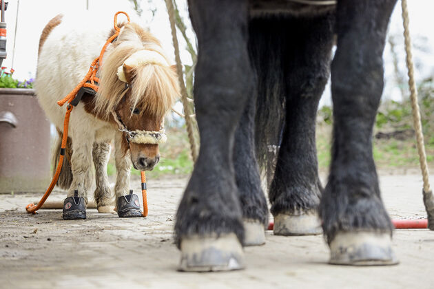 Mini Pferd Gewicht