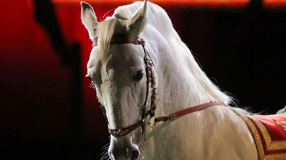 Side view portrait of a thoroughbred lipizzaner horse