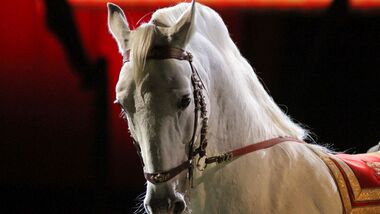 Side view portrait of a thoroughbred lipizzaner horse