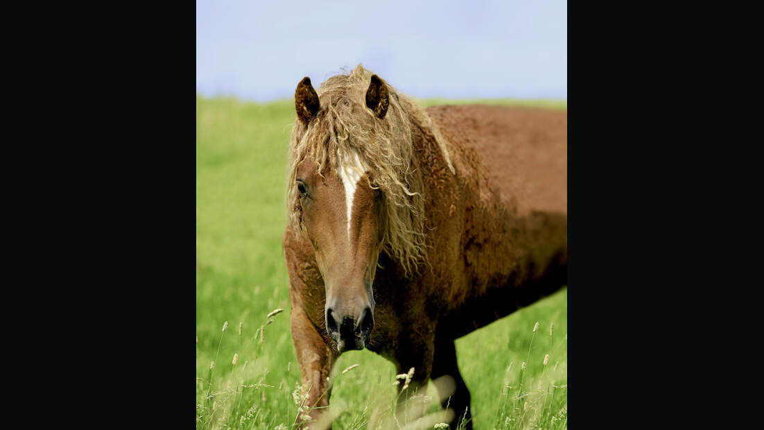 Sind Curly Horses geeignet für Allergiker?