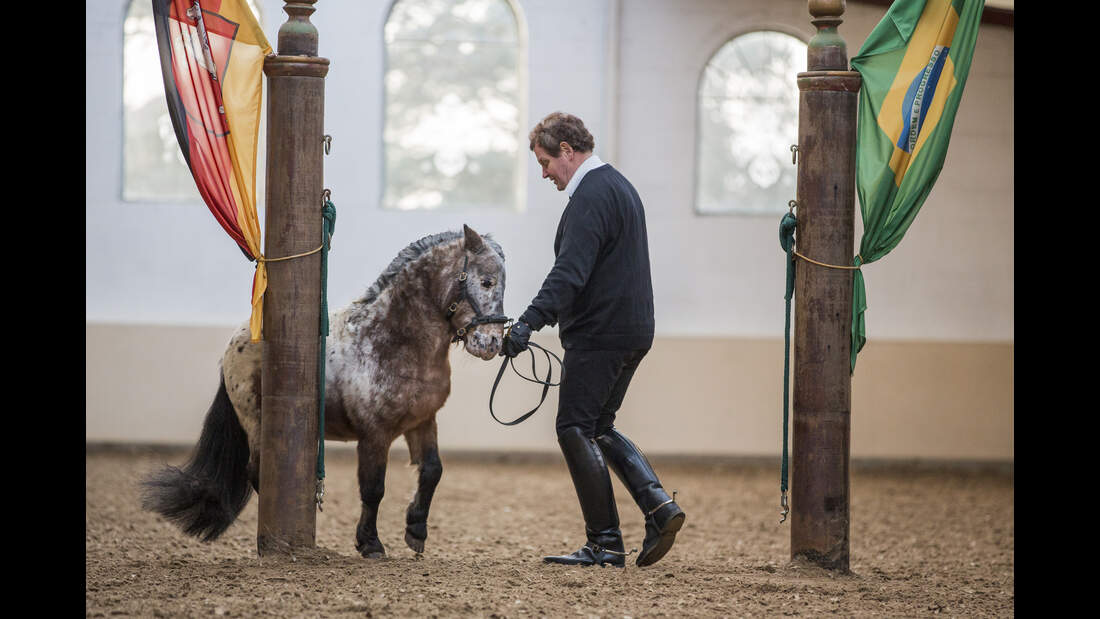 So geht das Pferd in die richtige Richtung