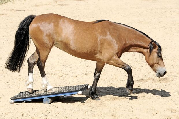 How to train your horse's hind quarters