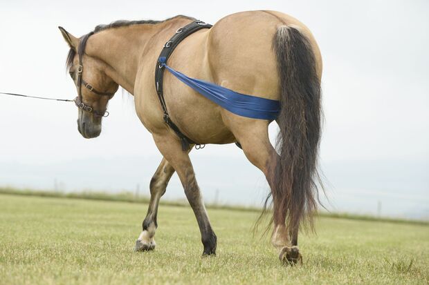 How to train your horse's hind quarters