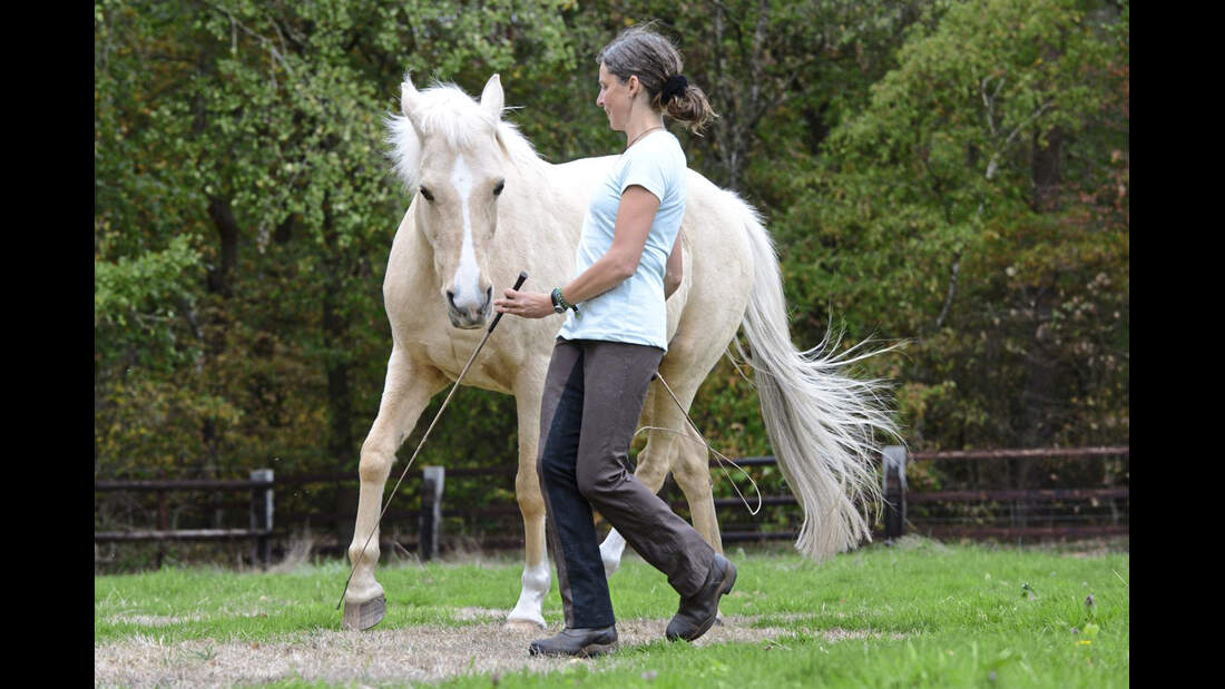 TSP Neues Horsemanship