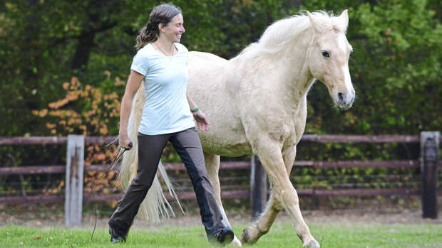 TSP Neues Horsemanship
