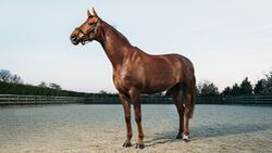 Thoroughbred Stallion Horse standing majestically in rural scene.