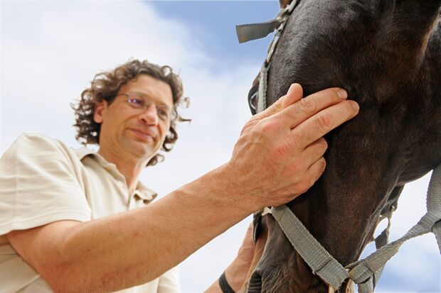 Tierarzt misst Puls beim Pferd