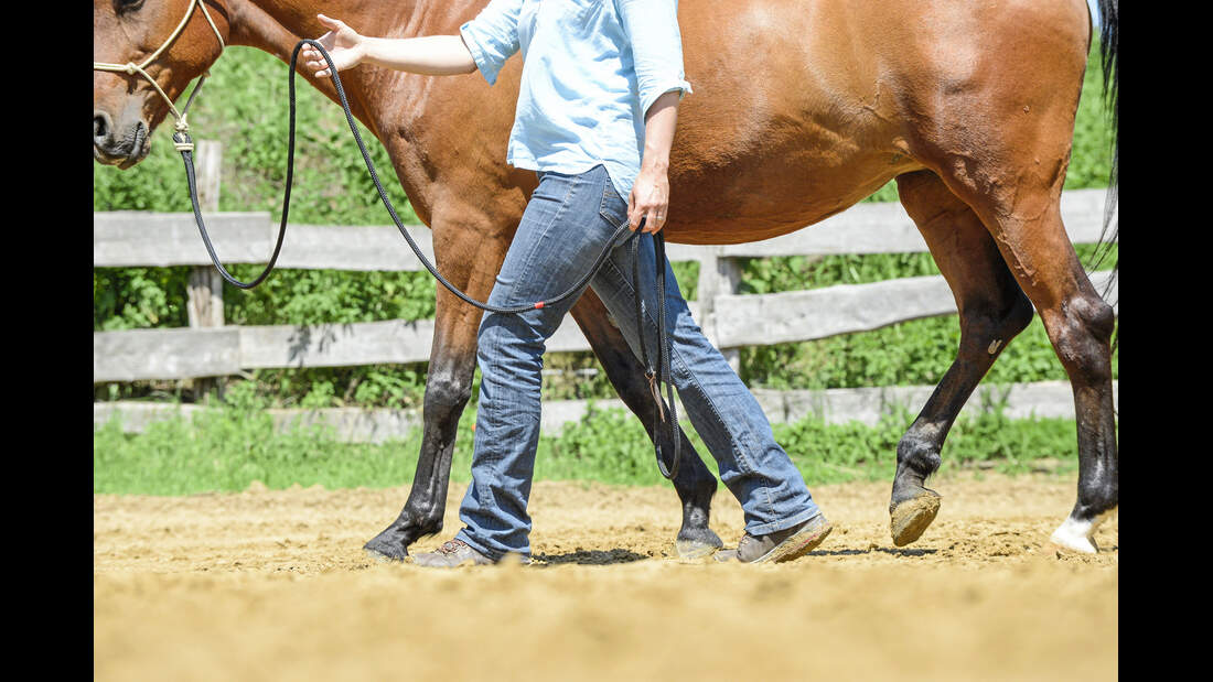 Pferd und Reiter: 6 Übungen für mehr Beziehung statt Kontrolle | cavallo.de