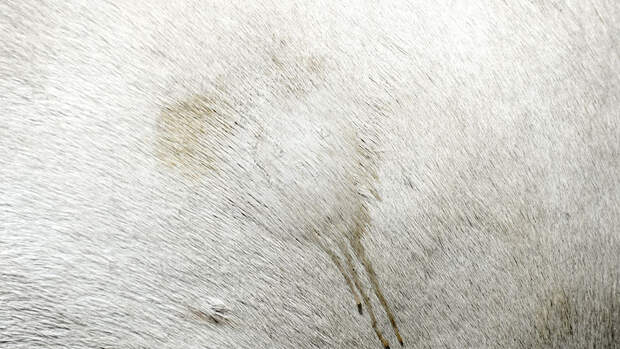 Trockenshampoos im Tests