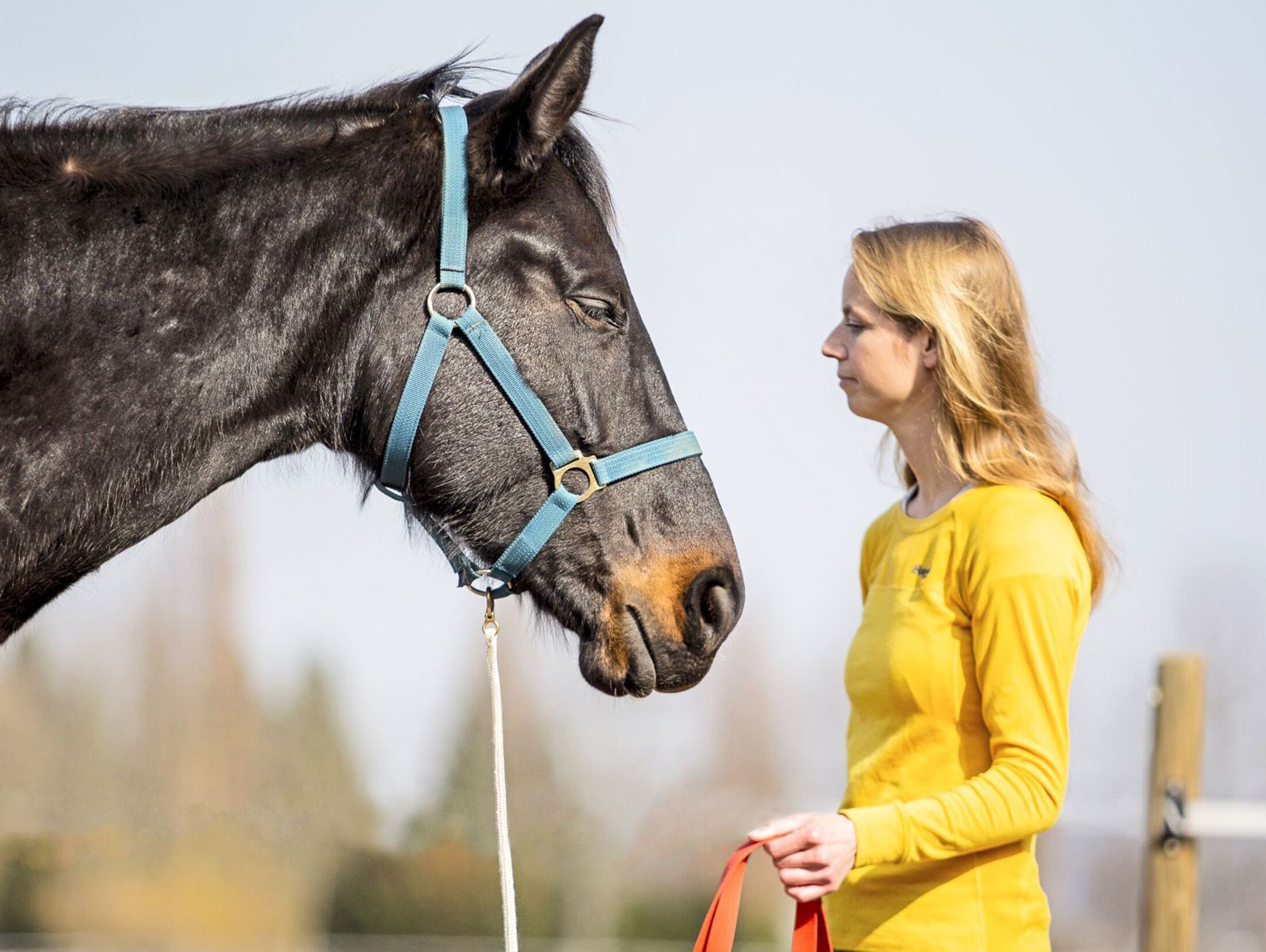 Mehr Vertrauen zum Pferd durch die Trust Technique | cavallo.de