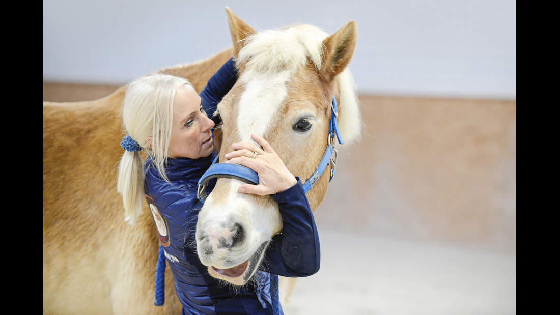 Übung nach Masterson mit Haflinger